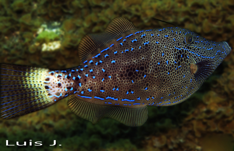 Atlas vida marina Canaria Aluterus scriptus LANDIVE.ES